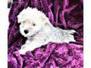 Maltese Puppy for sale in Savannah, MO, USA