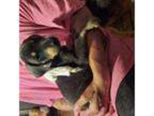 Doberman Pinscher Puppy for sale in Honesdale, PA, USA