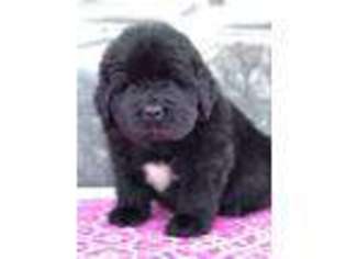 Newfoundland Puppy for sale in Rapid City, SD, USA