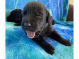 Labrador Retriever Puppy for sale in Palm Coast, FL, USA