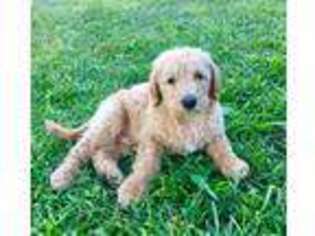 Goldendoodle Puppy for sale in Minnetonka, MN, USA