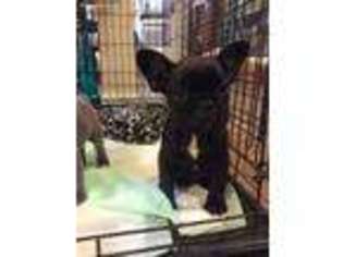 French Bulldog Puppy for sale in Talladega, AL, USA