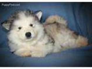 Alaskan Malamute Puppy for sale in Fort Collins, CO, USA