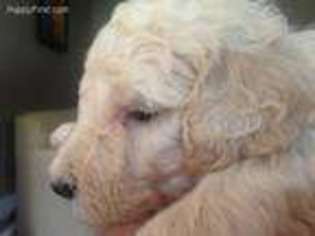 Goldendoodle Puppy for sale in Bremen, KY, USA