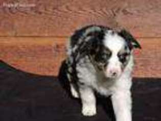 Miniature Australian Shepherd Puppy for sale in North Salem, IN, USA