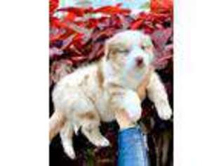 Australian Shepherd Puppy for sale in Saint Petersburg, FL, USA