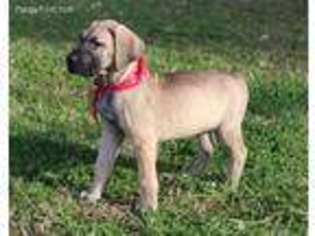 Great Dane Puppy for sale in Clinton, SC, USA