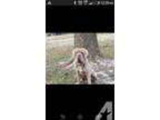 Neapolitan Mastiff Puppy for sale in DUNN, NC, USA