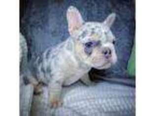 French Bulldog Puppy for sale in Dix Hills, NY, USA