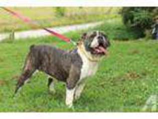 Bulldog Puppy for sale in LEWISBURG, TN, USA