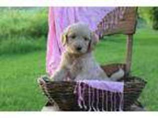 Goldendoodle Puppy for sale in Mifflinburg, PA, USA