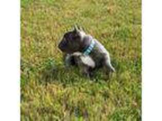 French Bulldog Puppy for sale in Ardmore, AL, USA