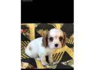 Cavalier King Charles Spaniel Puppy for sale in Evansville, WI, USA