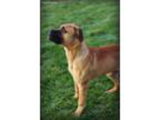 Bullmastiff Puppy for sale in Albany, OR, USA