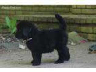 Newfoundland Puppy for sale in Midland, MI, USA