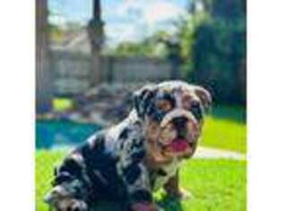 Bulldog Puppy for sale in Kissimmee, FL, USA