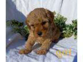Cavapoo Puppy for sale in Burtonsville, MD, USA