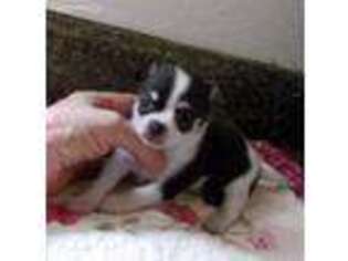 Chihuahua Puppy for sale in Gilbert, SC, USA