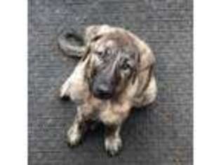 Anatolian Shepherd Puppy for sale in Crandon, WI, USA
