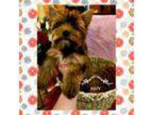 Yorkshire Terrier Puppy for sale in Moses Lake, WA, USA