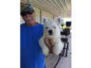 West Highland White Terrier Puppy for sale in Greensburg, KY, USA