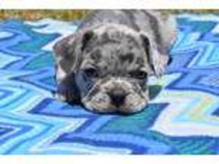 French Bulldog Puppy for sale in Iva, SC, USA