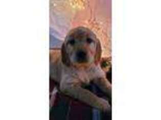Golden Retriever Puppy for sale in Spring Run, PA, USA