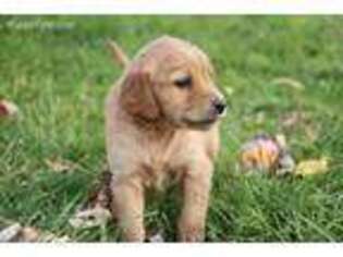 Golden Retriever Puppy for sale in Grove City, MN, USA