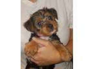 Yorkshire Terrier Puppy for sale in Russellville, KY, USA