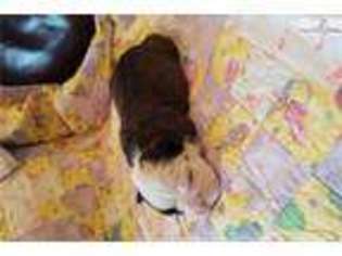 Olde English Bulldogge Puppy for sale in Spokane, WA, USA