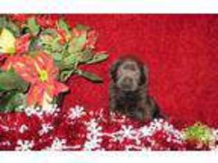 Labrador Retriever Puppy for sale in ZEPHYRHILLS, FL, USA