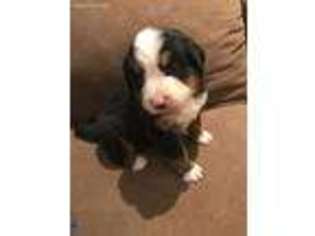 Bernese Mountain Dog Puppy for sale in Hollywood, FL, USA
