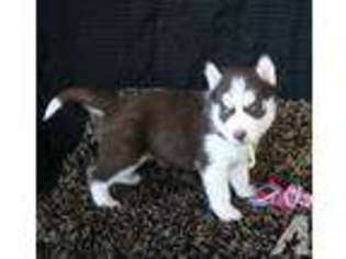 Siberian Husky Puppy for sale in CHANDLER, AZ, USA
