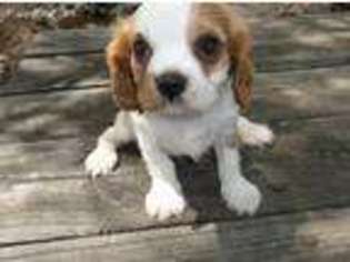 Cavalier King Charles Spaniel Puppy for sale in Noble, OK, USA