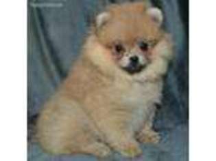 Pomeranian Puppy for sale in Washington, DC, USA