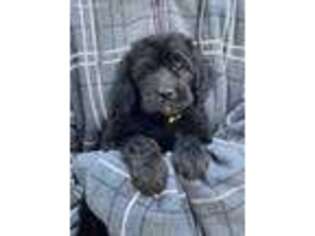 Labradoodle Puppy for sale in Merced, CA, USA