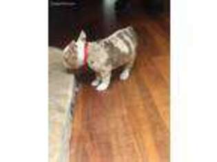 Bulldog Puppy for sale in Uncasville, CT, USA