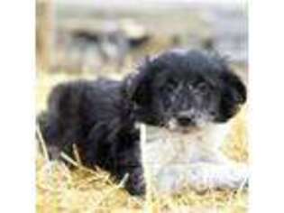 Border Collie Puppy for sale in Great Falls, MT, USA