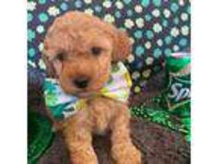 Goldendoodle Puppy for sale in Florissant, CO, USA