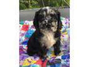 Cocker Spaniel Puppy for sale in West Liberty, KY, USA