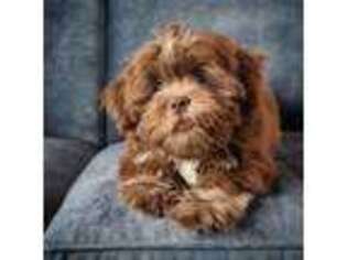 Mutt Puppy for sale in Newark, NJ, USA