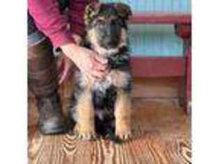 German Shepherd Dog Puppy for sale in Pana, IL, USA