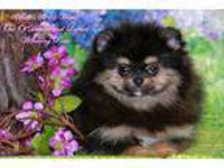 Pomeranian Puppy for sale in White Cloud, MI, USA