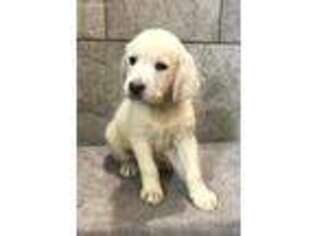 Labradoodle Puppy for sale in Danville, AR, USA