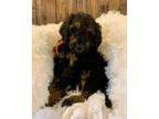 Mutt Puppy for sale in Green Bay, WI, USA