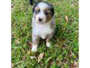 Miniature Australian Shepherd Puppy for sale in Buna, TX, USA