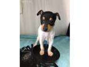 Mutt Puppy for sale in Erie, PA, USA