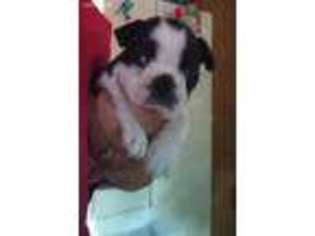 Boston Terrier Puppy for sale in Warsaw, MO, USA