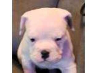 Olde English Bulldogge Puppy for sale in Janesville, WI, USA