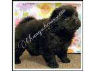Chow Chow Puppy for sale in Portland, OR, USA